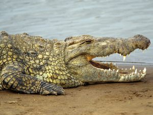 nile crocodile