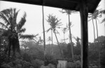mfiafy palm trees n&nbsp;cyclone