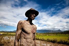 rice farmer