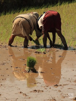 transplanting rice